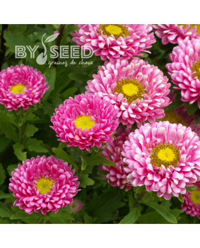 Reine-Marguerite Matsumoto Pink