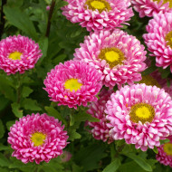 Reine-Marguerite Matsumoto Pink