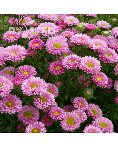 Reine-Marguerite Matsumoto Pink