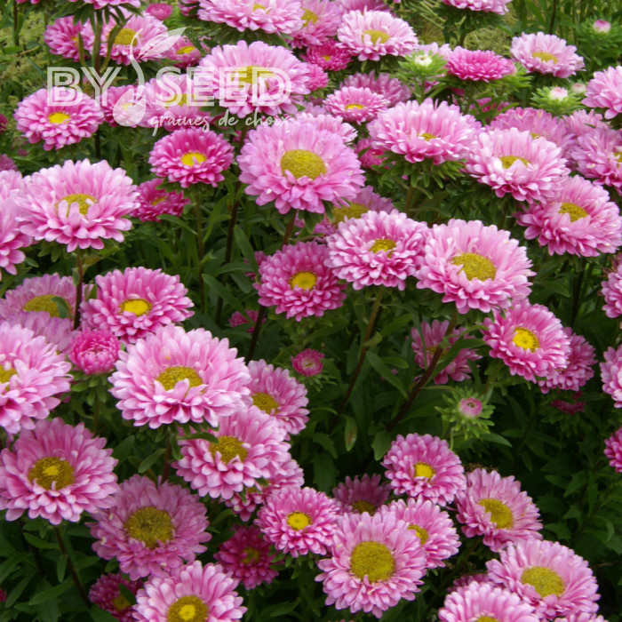 Reine-Marguerite Matsumoto Pink