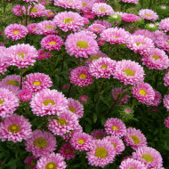 Reine-Marguerite Matsumoto Pink