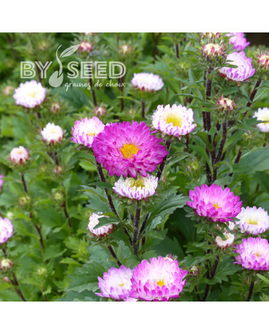 Reine-Marguerite Matsumoto Pink Tipped White