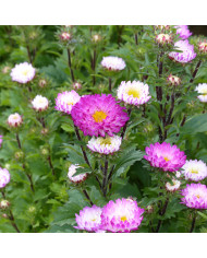 Reine-marguerite Matsumoto Pink BIO