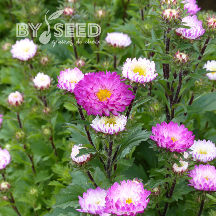 Reine-Marguerite Matsumoto Pink Tipped White