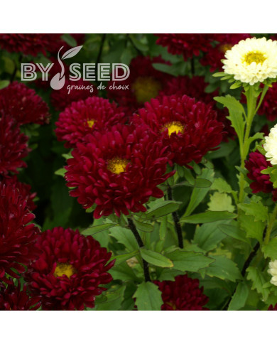 Reine-Marguerite Matsumoto Red