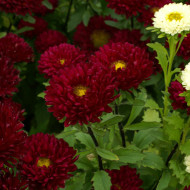 Reine-Marguerite Matsumoto Red