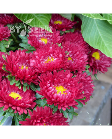 Reine-Marguerite Matsumoto Red