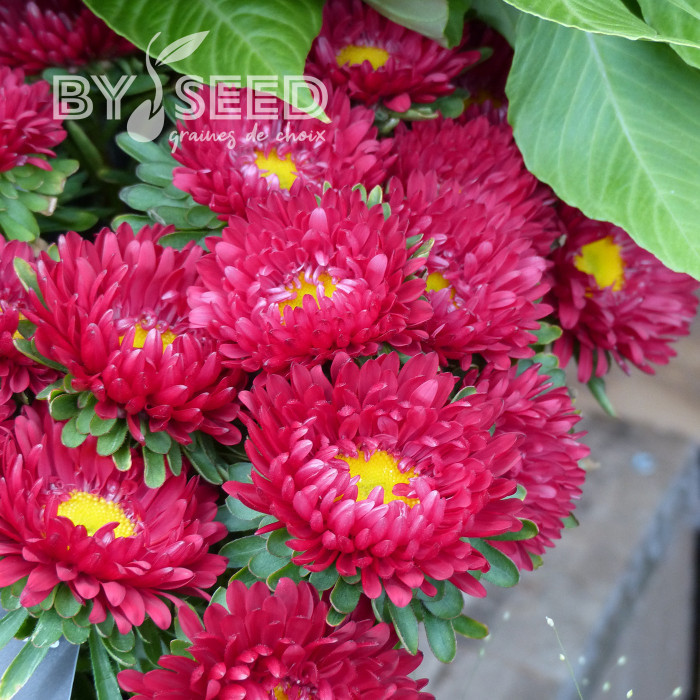 Reine-Marguerite Matsumoto Red