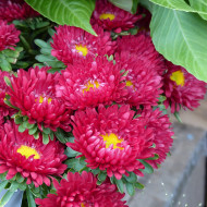 Reine-Marguerite Matsumoto Red