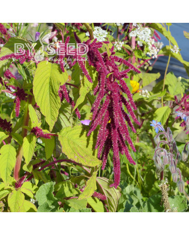 Amarante queue-de-renard Red Cascade