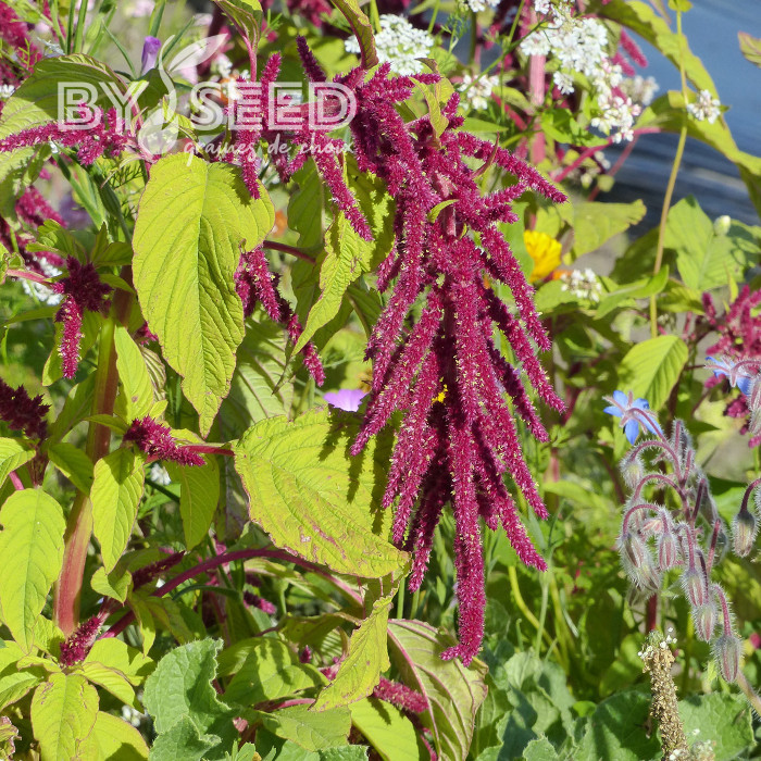 Amarante queue-de-renard Red Cascade