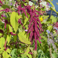 Amarante queue-de-renard Red Cascade