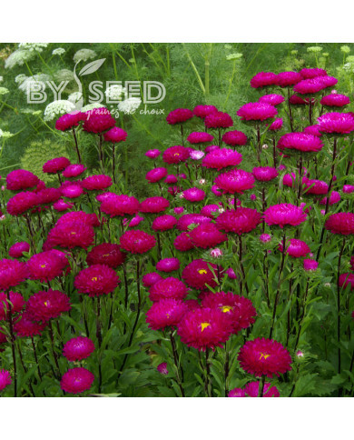 Reine-Marguerite Matsumoto Rose