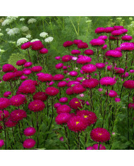 Reine-Marguerite Matsumoto Scarlet