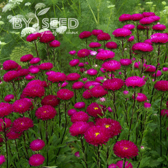 Reine-Marguerite Matsumoto Rose