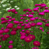 Reine-Marguerite Matsumoto Rose