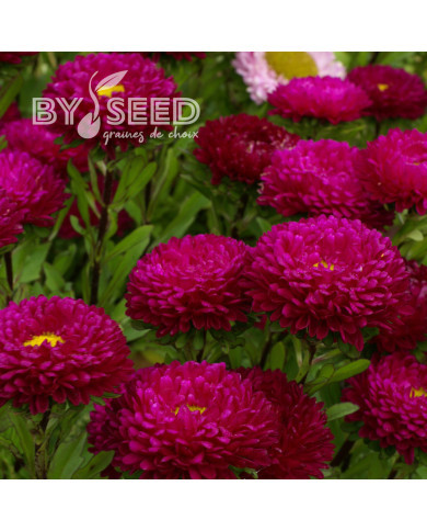 Reine-Marguerite Matsumoto Rose