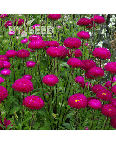 Reine-Marguerite Matsumoto Rose