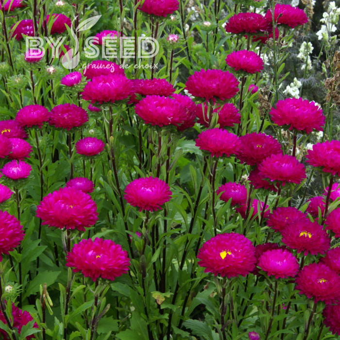 Reine-Marguerite Matsumoto Rose