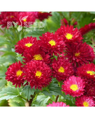 Reine-Marguerite Matsumoto Scarlet