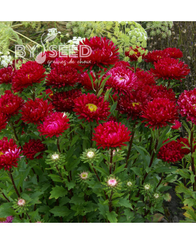 Reine-Marguerite Matsumoto Scarlet