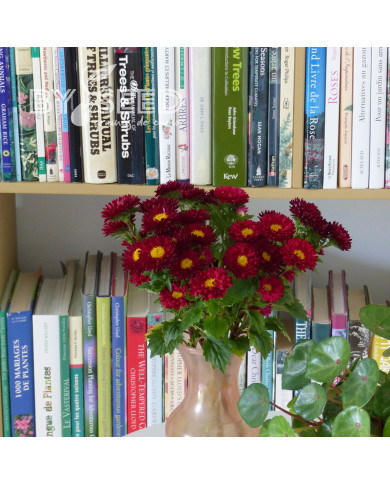 Reine-Marguerite Matsumoto Scarlet