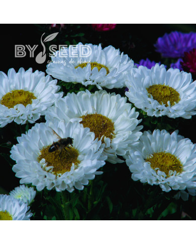 Reine-Marguerite Matsumoto White