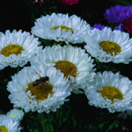 Reine-Marguerite Matsumoto White
