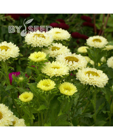 Reine-Marguerite Matsumoto Yellow