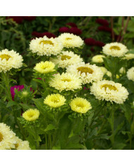 Reine-marguerite Princess Mix