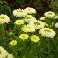 Reine-Marguerite Matsumoto Yellow
