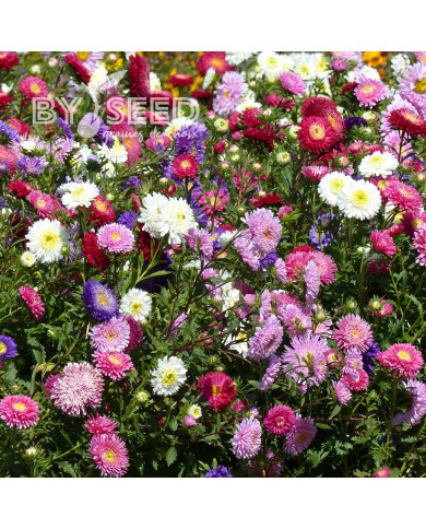 Reine-marguerite Princess Mix