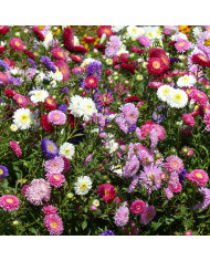 Reine-marguerite Reine des Halles Mix