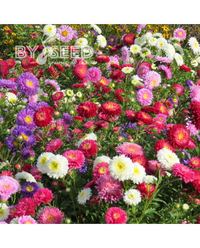 Reine-marguerite Princess Mix