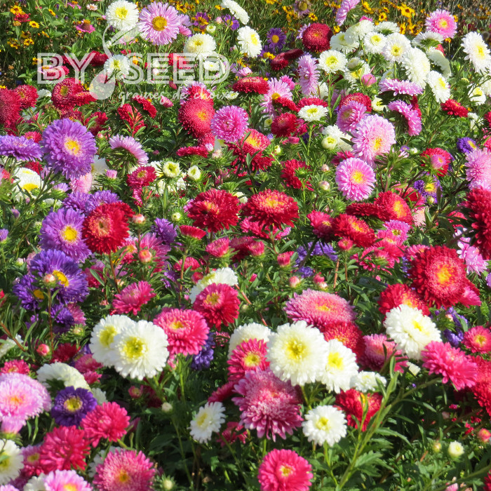Reine-marguerite Princess Mix