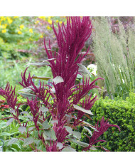 Amarante queue-de-renard Red Cascade