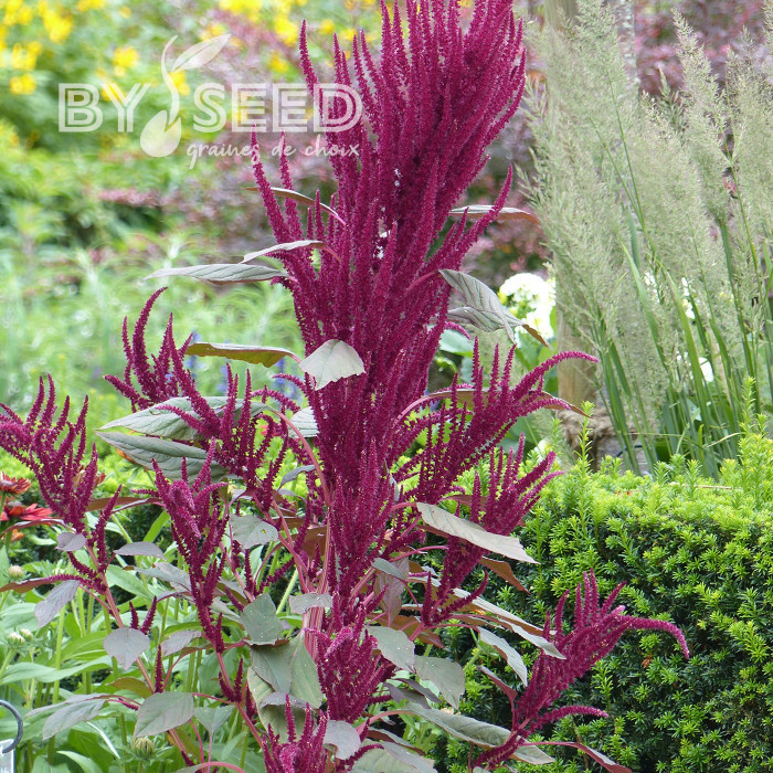 Amarante Red Cathedral (Dôme rouge)