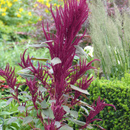 Amarante Red Cathedral (Dôme rouge)