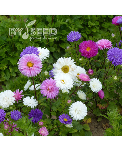 Reine-marguerite Reine des Halles Mix