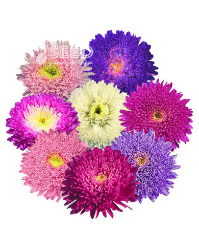 Reine-Marguerite Standy® Mix