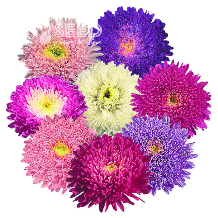 Reine-Marguerite Standy® Mix