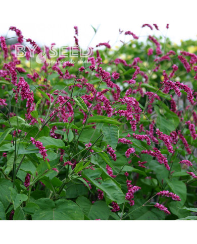 Renouée orientale Cerise Pearls - Persicaria orientalis