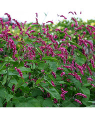 Prunella grandiflora Violet Blue