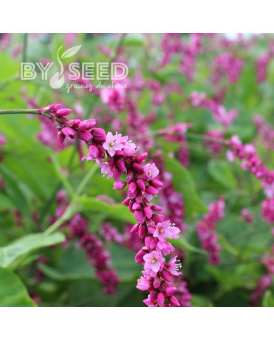 Renouée orientale Cerise Pearls - Persicaria orientalis