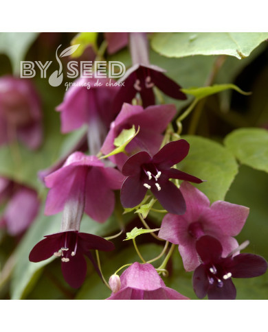 Rhodochiton atrosanguineum Purple Bells