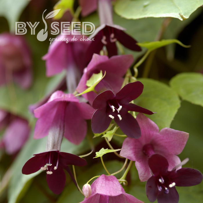 Rhodochiton atrosanguineum Purple Bells