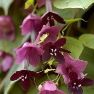 Rhodochiton atrosanguineum Purple Bells