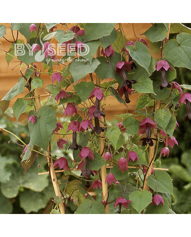 Rhodochiton atrosanguineum Purple Bells