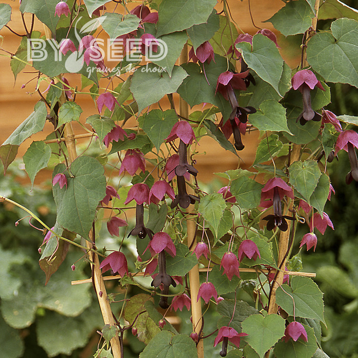 Rhodochiton atrosanguineum Purple Bells