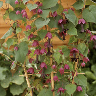 Rhodochiton atrosanguineum Purple Bells